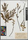 Foto von Salix appendiculata Vill. x Salix eleagnos Scop.